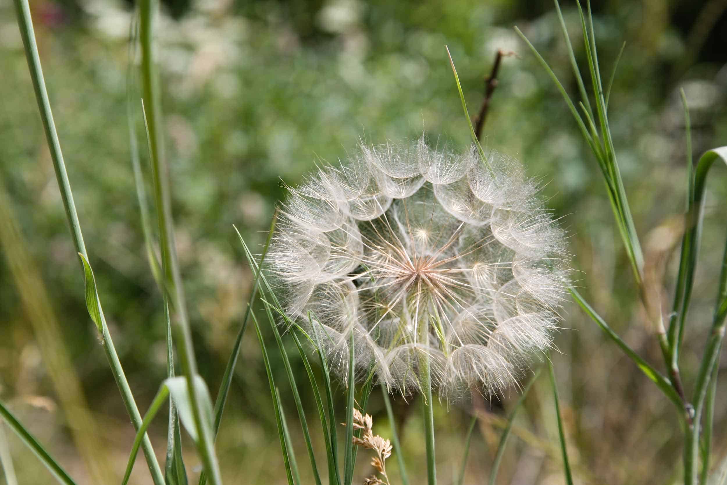 Allergien und Nahrungsmittelunverträglichkeiten